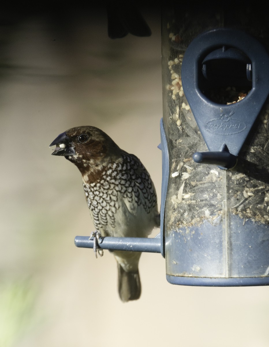 muskatnonne (punctulata) - ML646275977