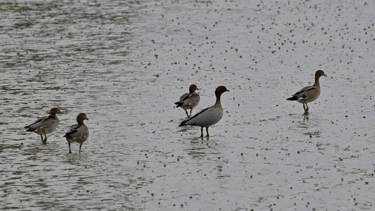 Maned Duck - ML646275979
