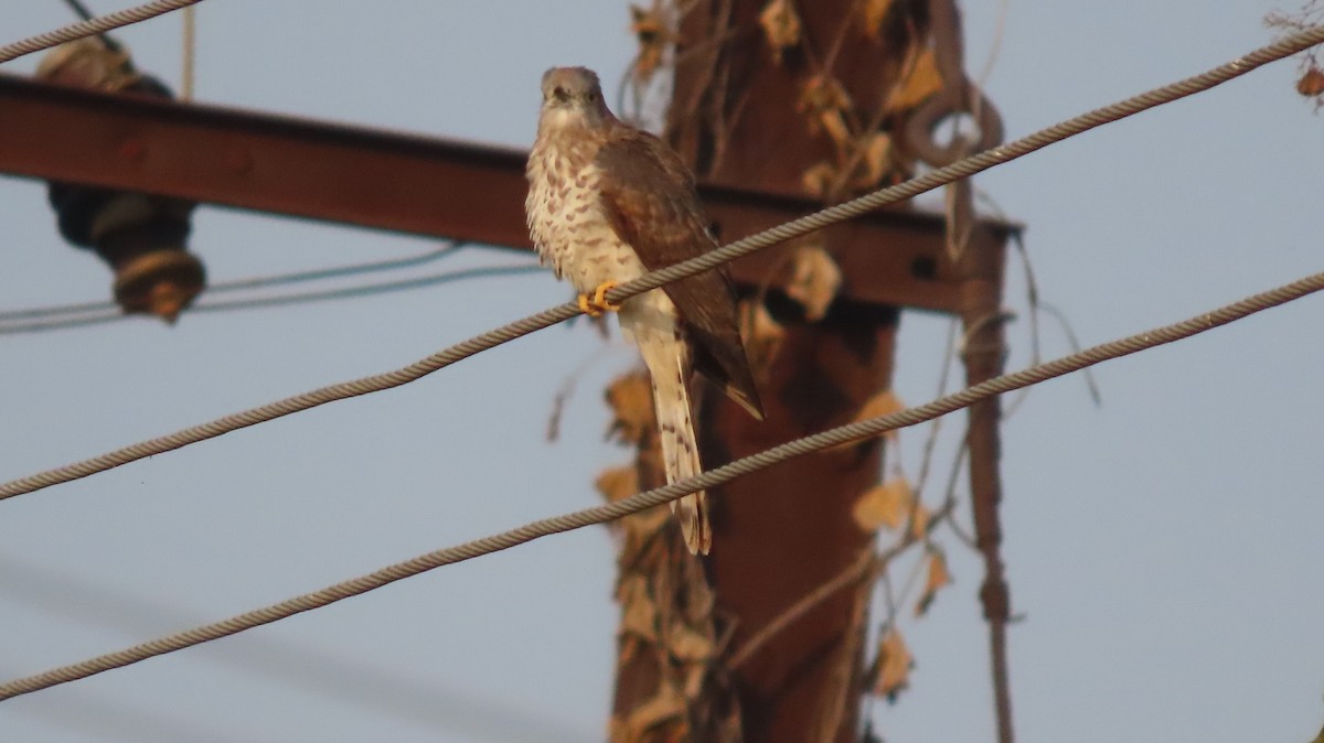 shikragjøk - ML646275981