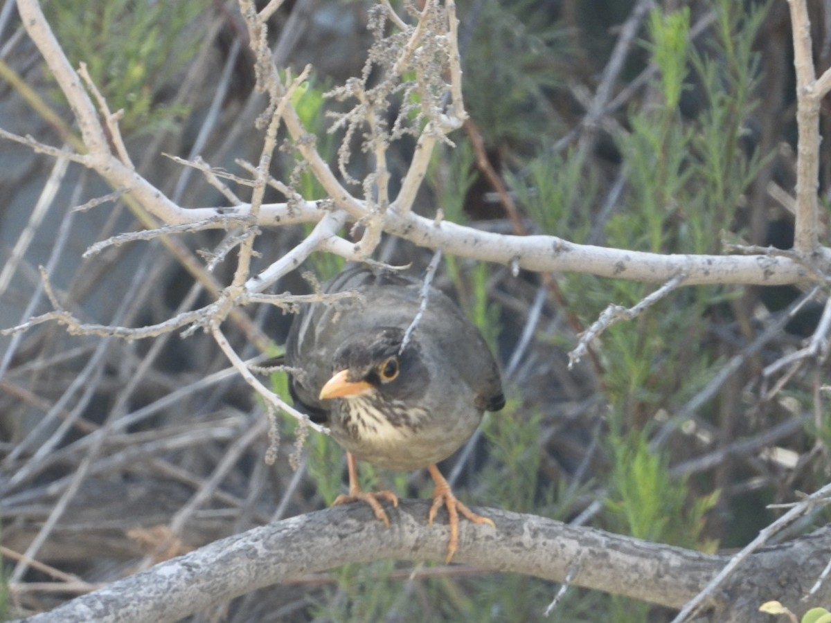 umbratrost (magellanicus/pembertoni) - ML646275982