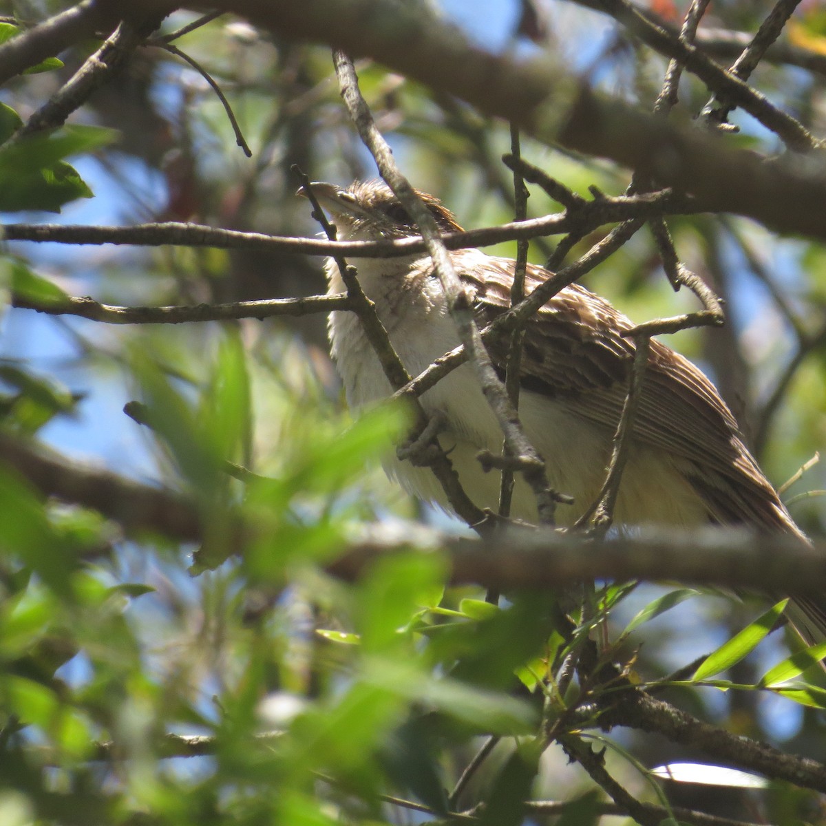 stripegjøk - ML646275983