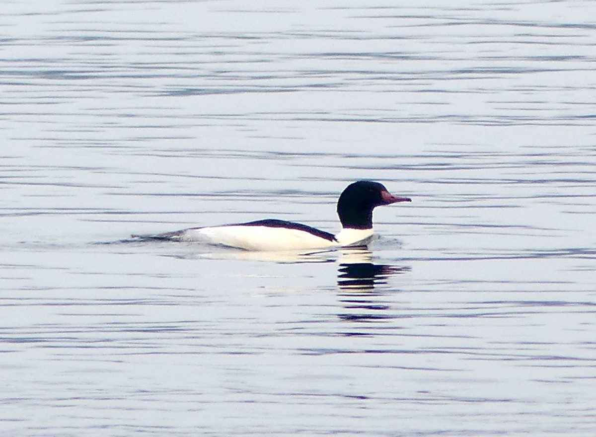 laksand - ML646275984