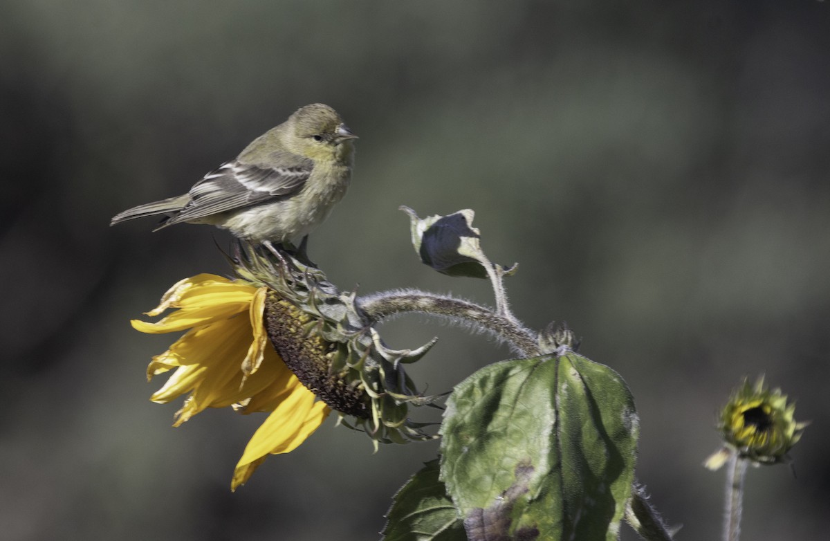 Lesser Goldfinch - ML646275985