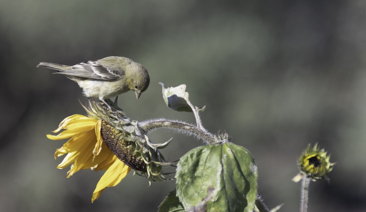 Lesser Goldfinch - ML646275986