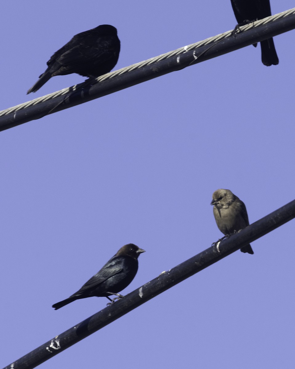 Brown-headed Cowbird - ML646275987