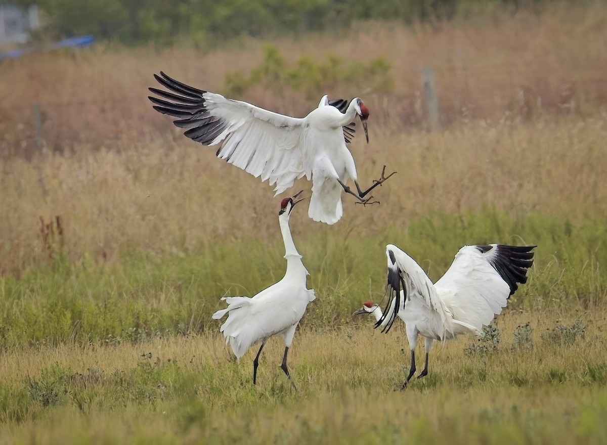 trompettrane - ML646275990