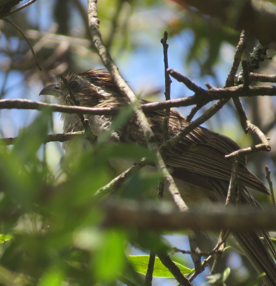 Striped Cuckoo - ML646275992