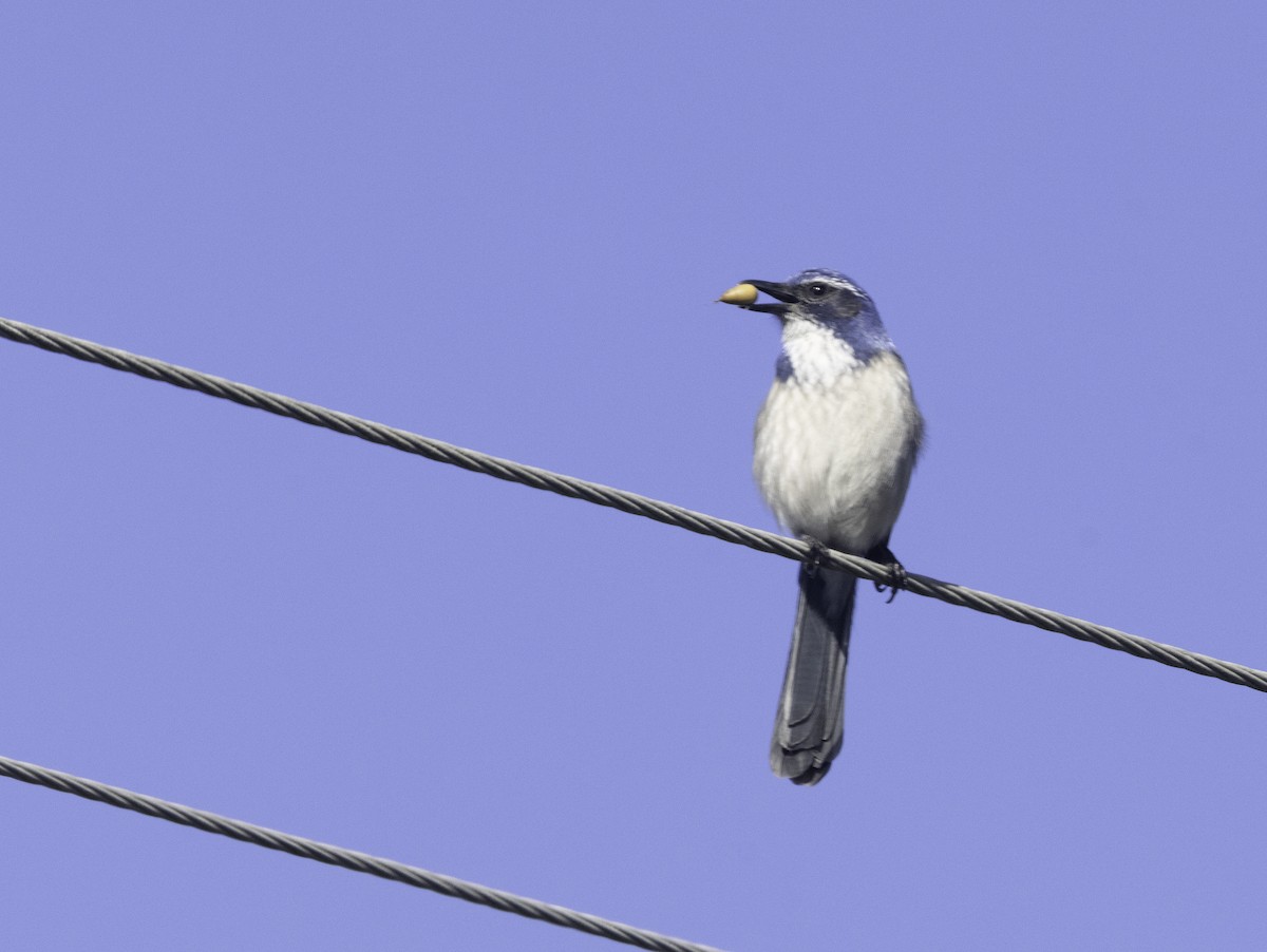 California Scrub-Jay - ML646275993