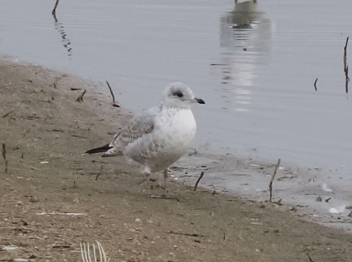 чайка sp. - ML646275994