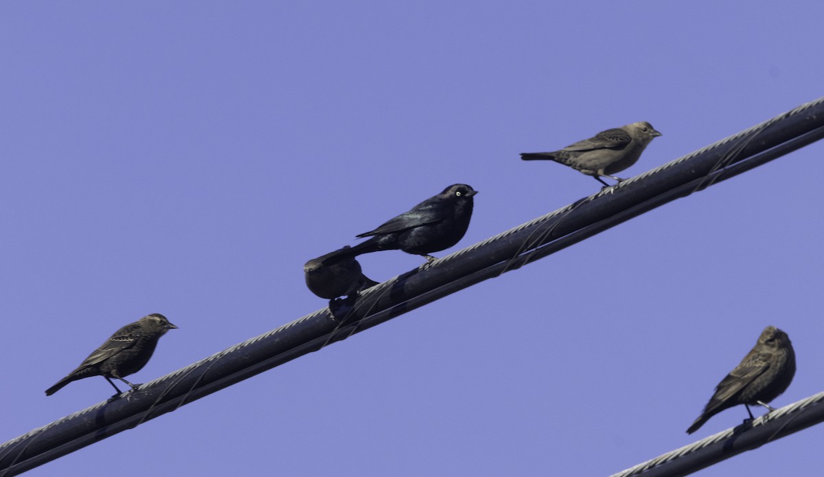 Brewer's Blackbird - ML646275995