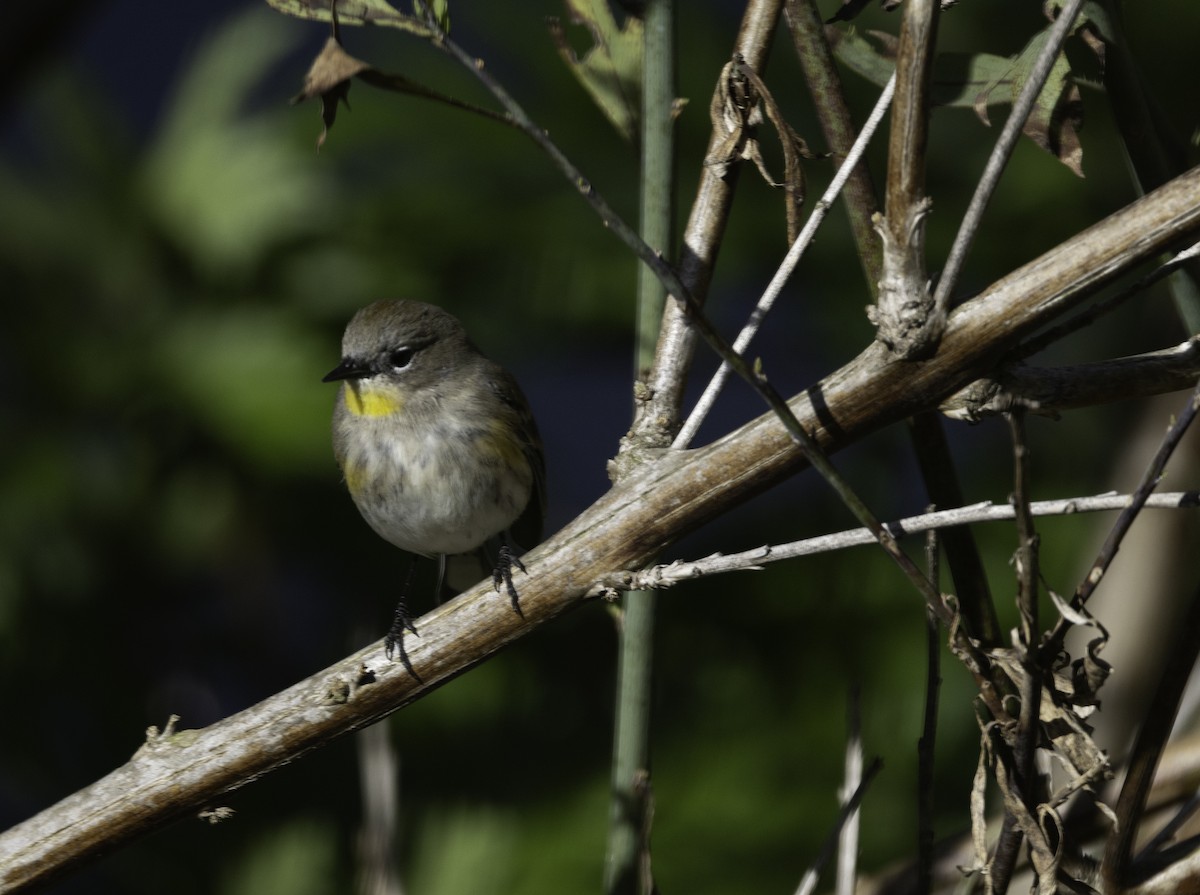 Yellow-rumped Warbler (Audubon's) - ML646275997