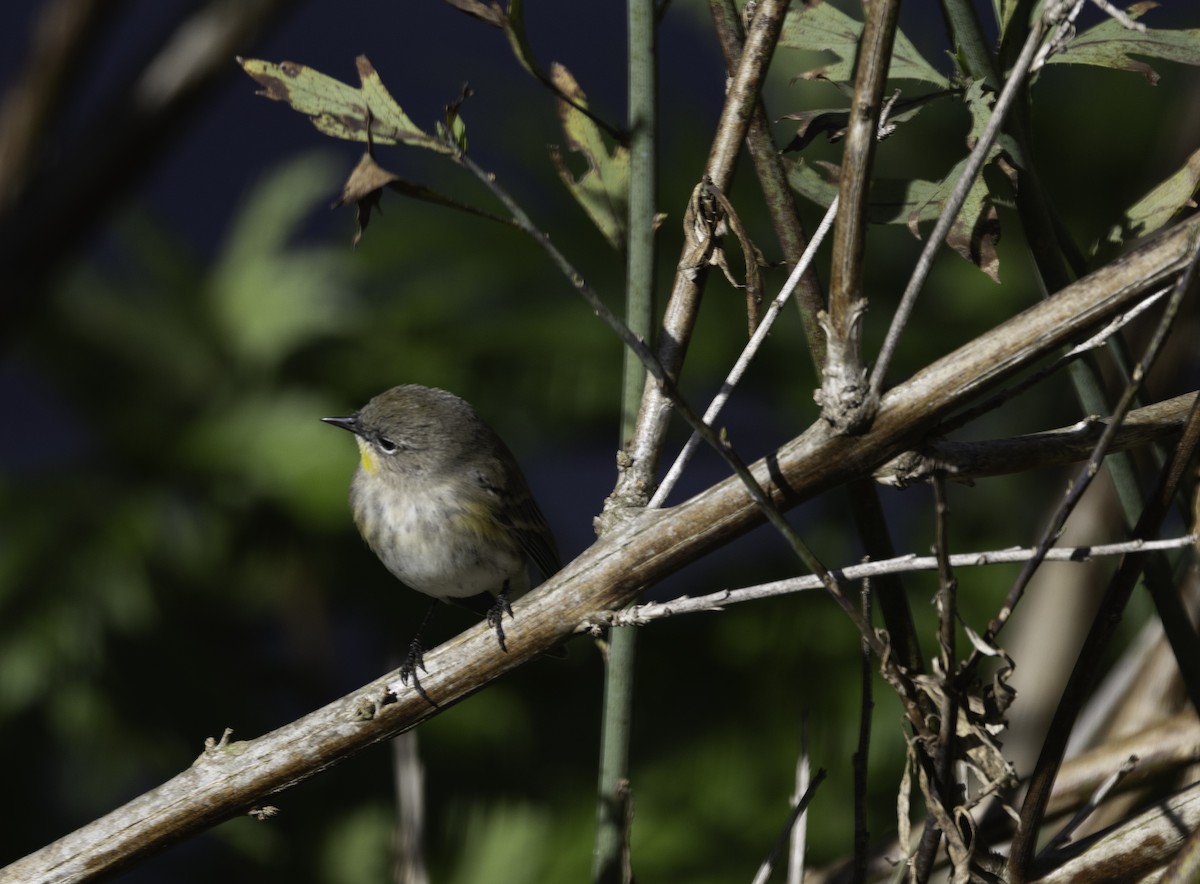 Yellow-rumped Warbler (Audubon's) - ML646275998