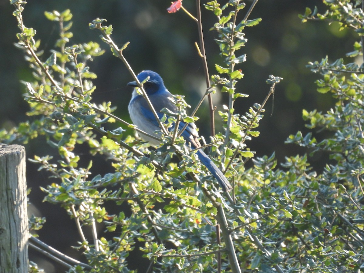 California Scrub-Jay - ML646275999