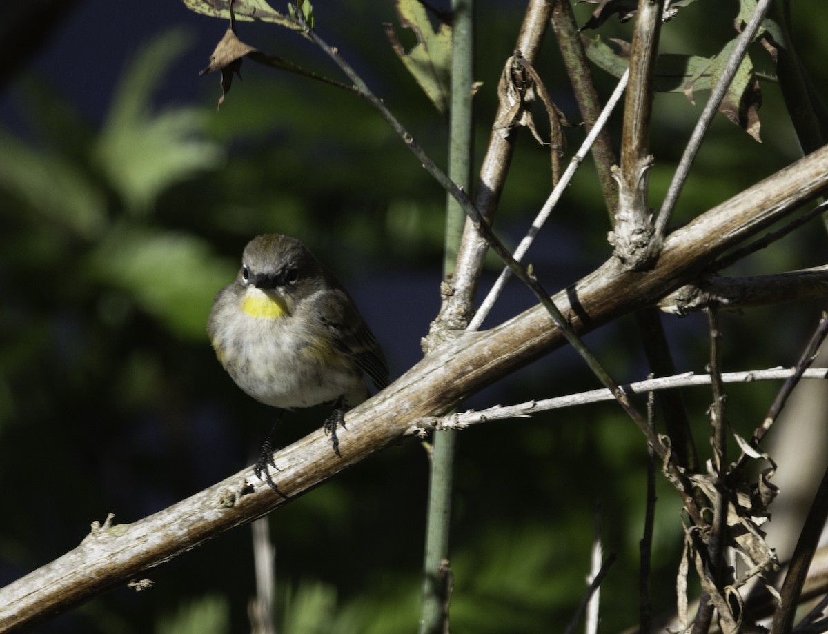 Yellow-rumped Warbler (Audubon's) - ML646276000
