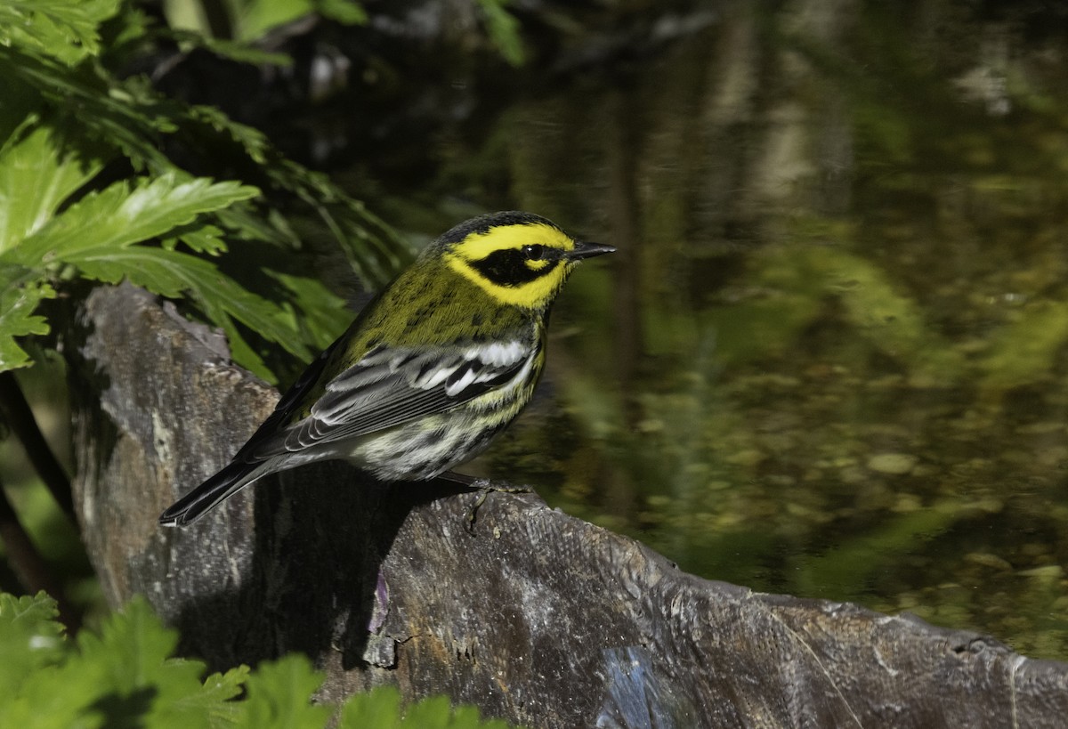 Townsend's Warbler - ML646276001