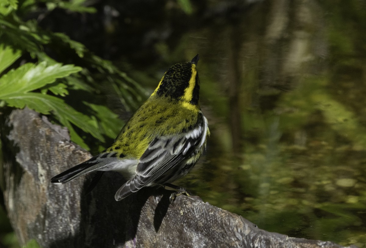 Townsend's Warbler - ML646276002