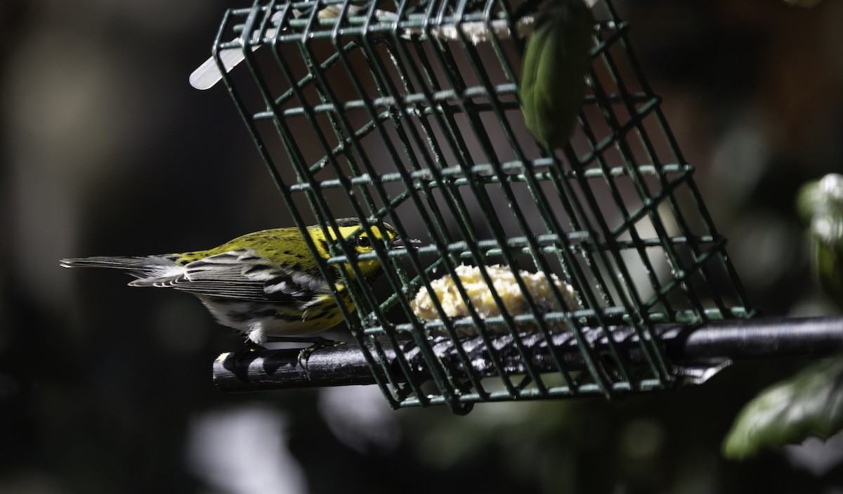 Townsend's Warbler - ML646276003