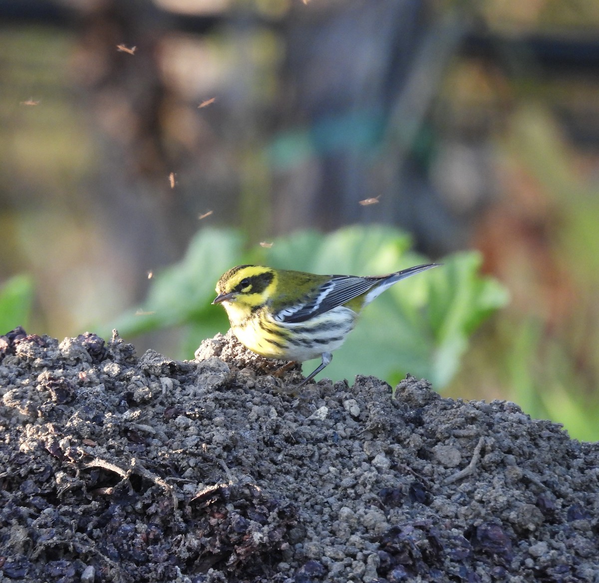 Townsend's Warbler - ML646276004