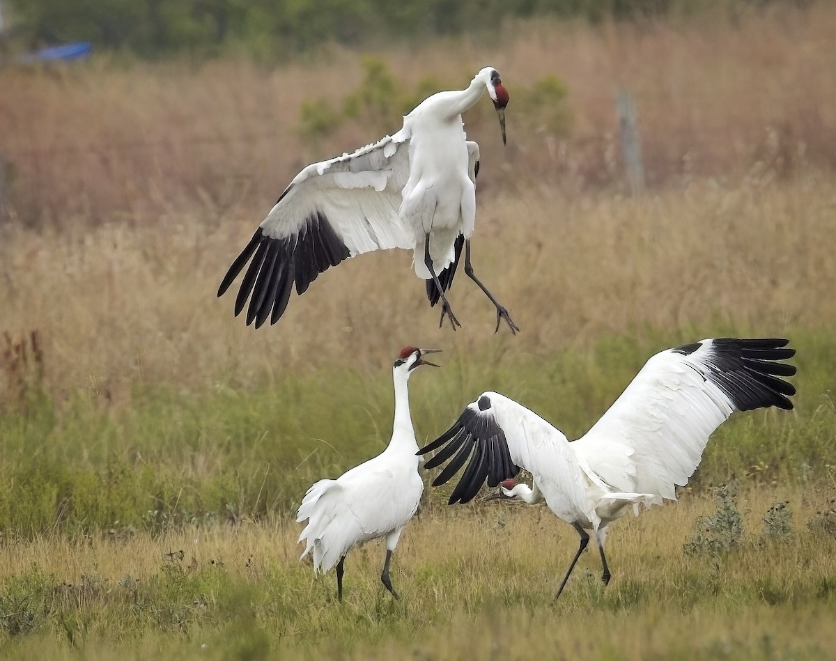 trompettrane - ML646276005