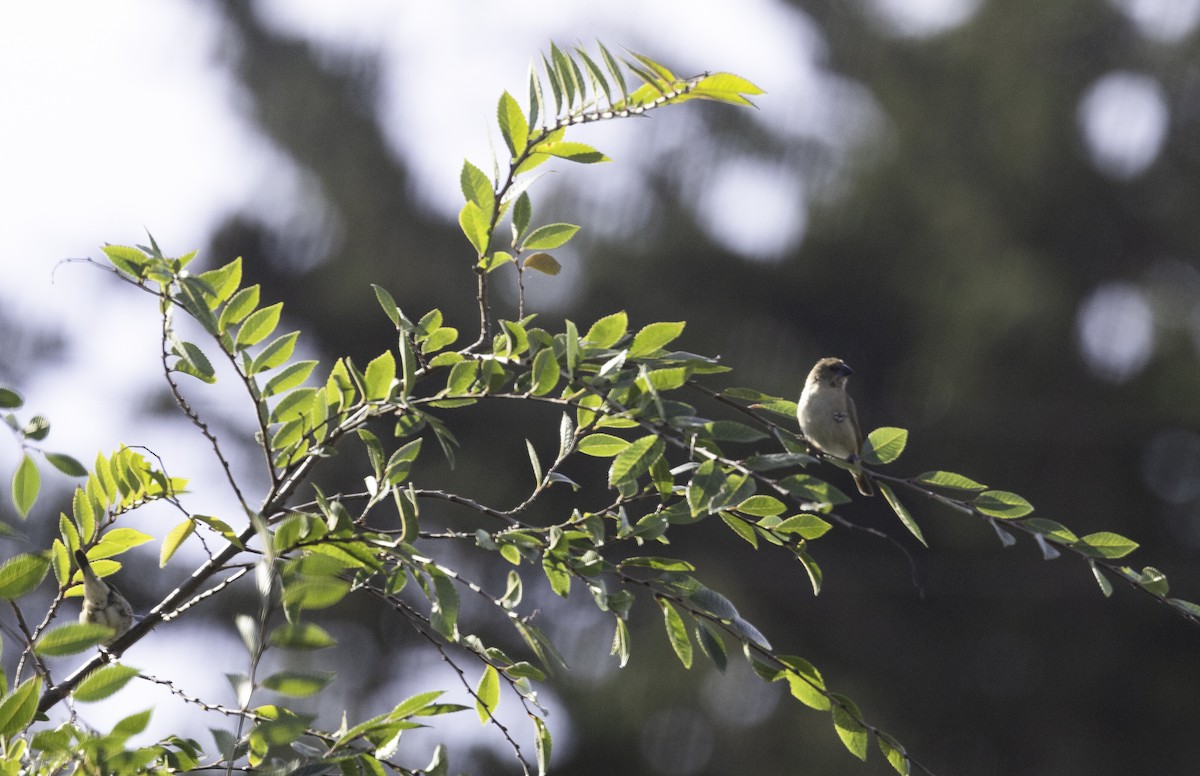 Мунія іржаста (підвид punctulata) - ML646276006