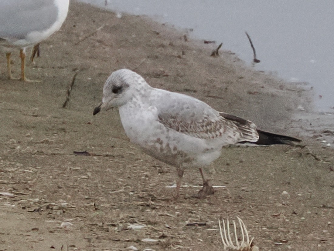 чайка sp. - ML646276007