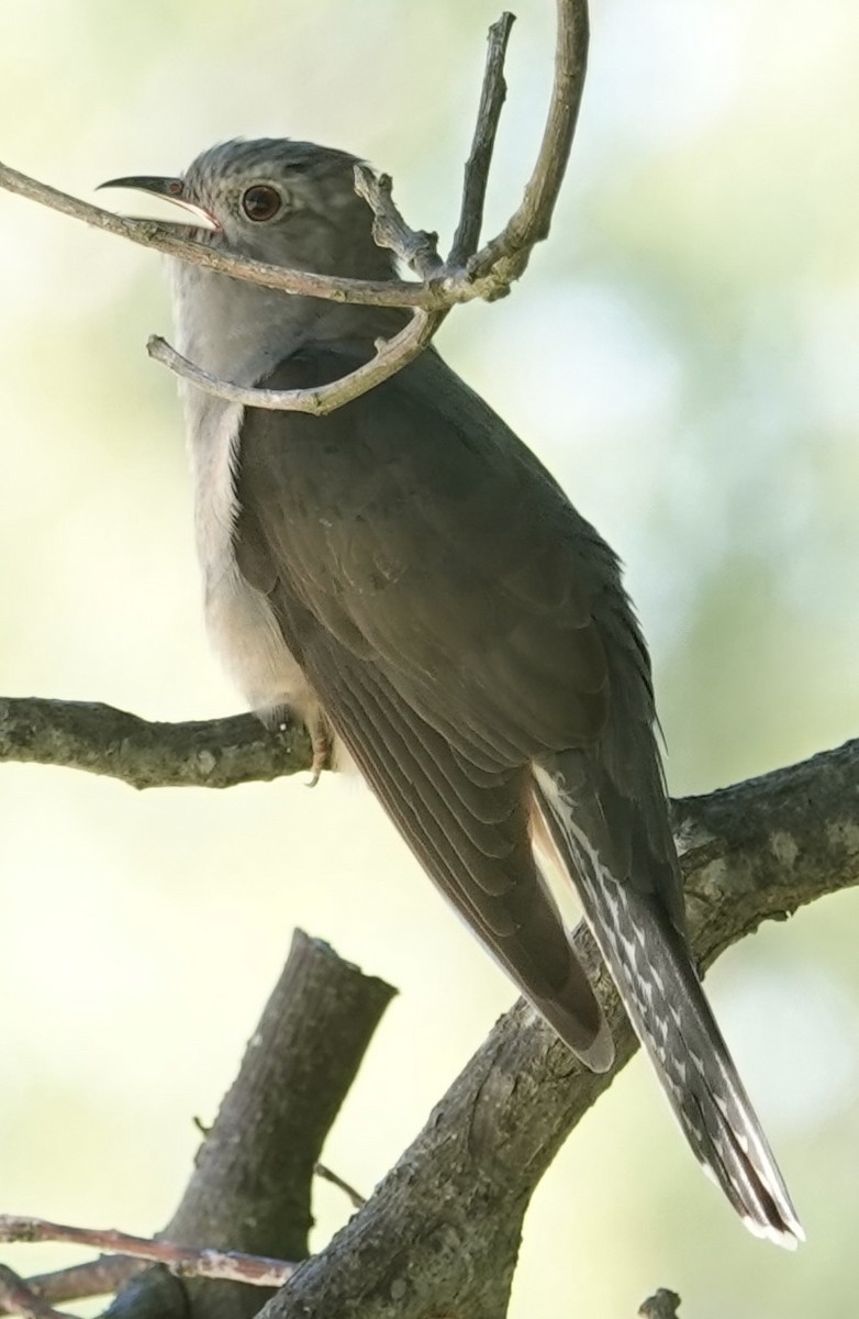 Кукавка австралійська [група variolosus] - ML646276008