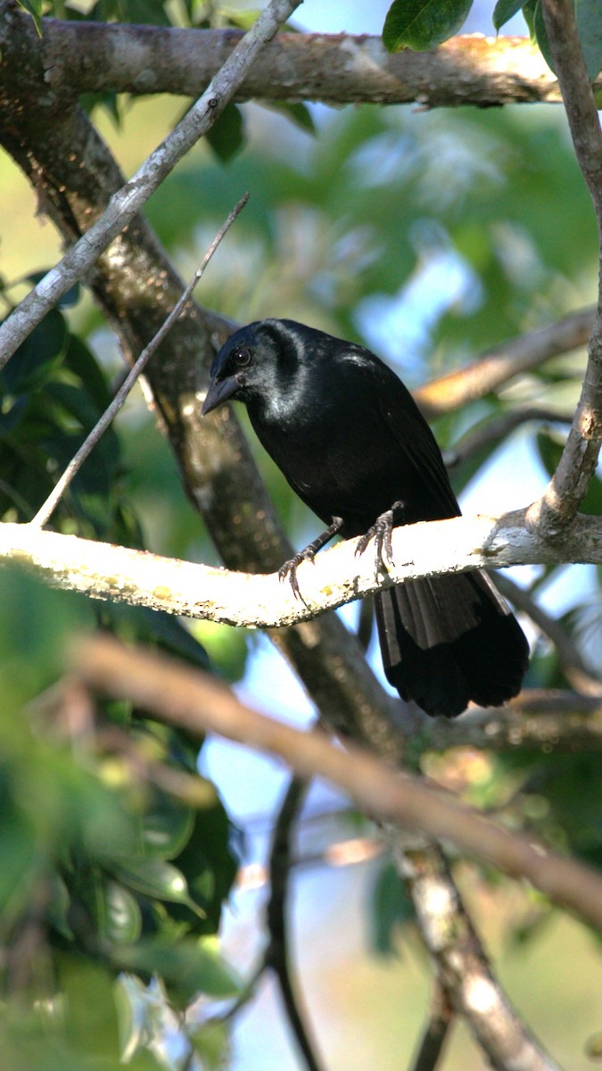 Пересмішник чорний - ML646276009