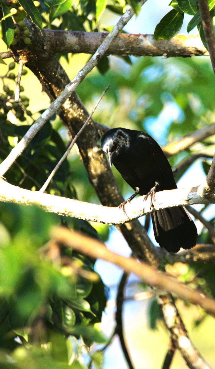 Пересмішник чорний - ML646276010
