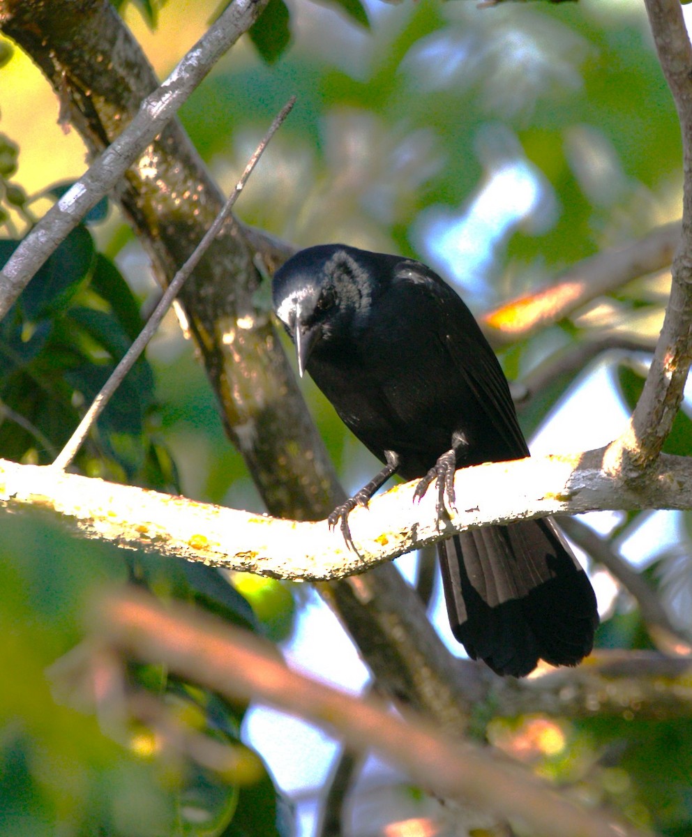 Пересмішник чорний - ML646276011
