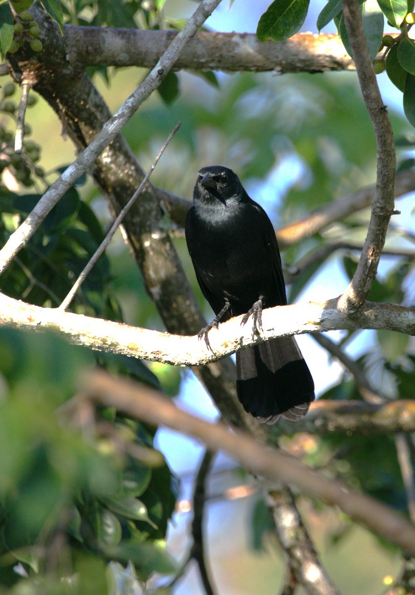 Пересмішник чорний - ML646276012