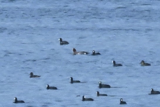 Свищ євразійський - ML646276015