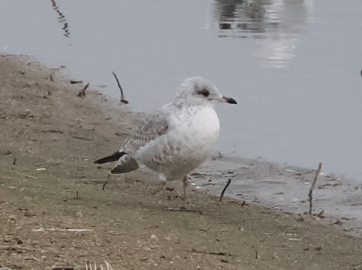 Мартиновий sp. - ML646276016