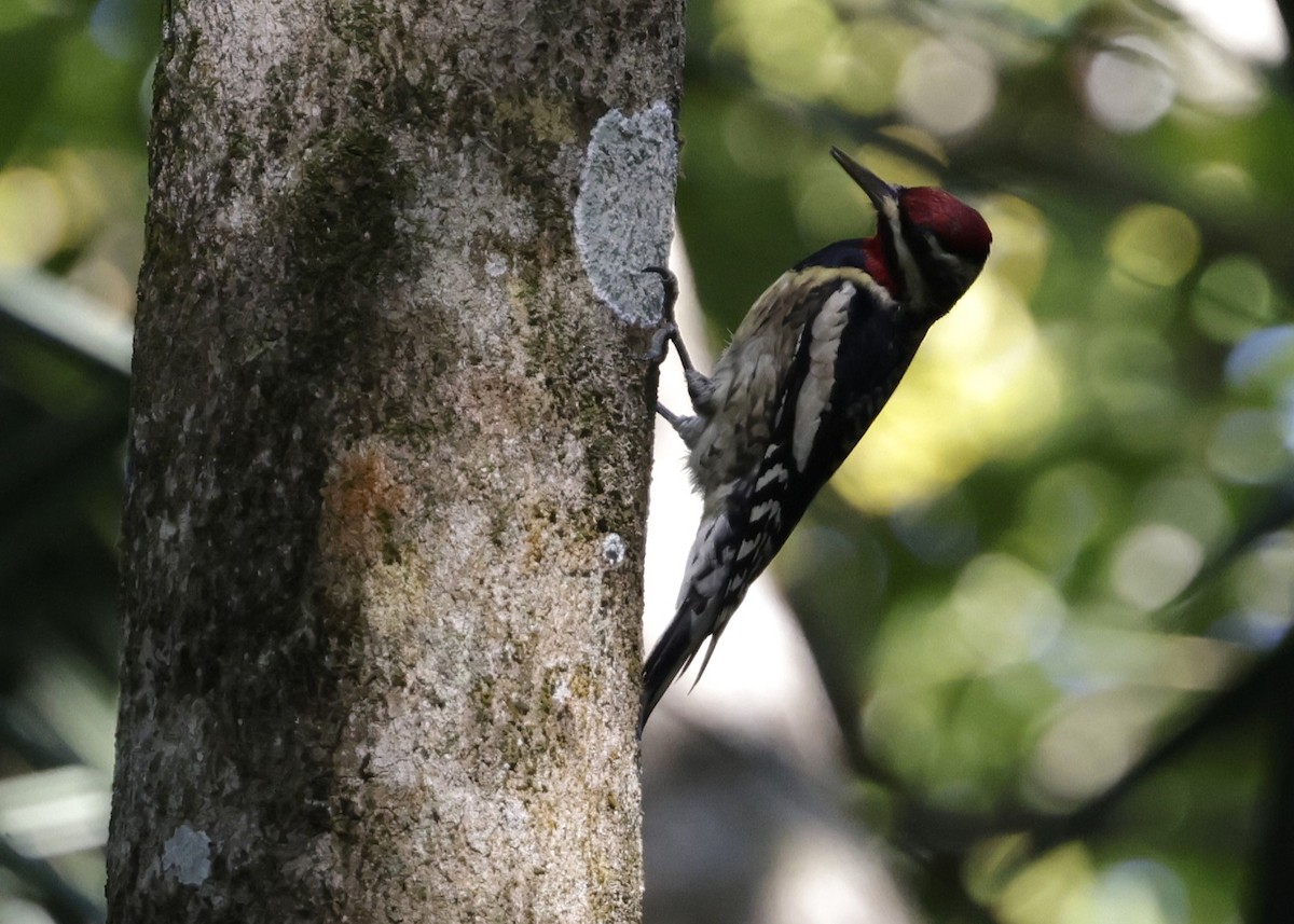 Дятел-смоктун жовточеревий - ML646276018