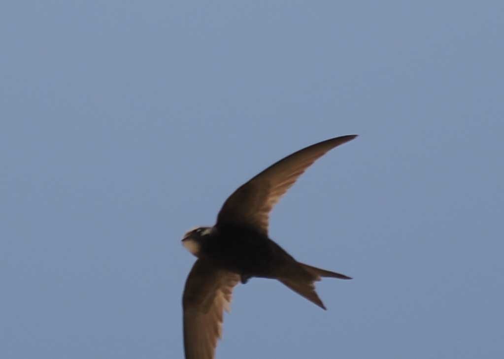 Серпокрилець чорний - ML646276019