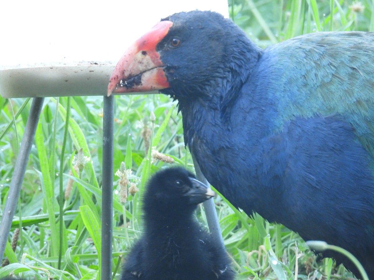 Такахе південний - ML646276020