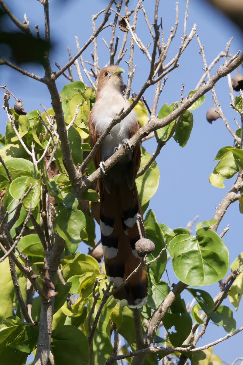Mexican Squirrel-Cuckoo - ML646276021