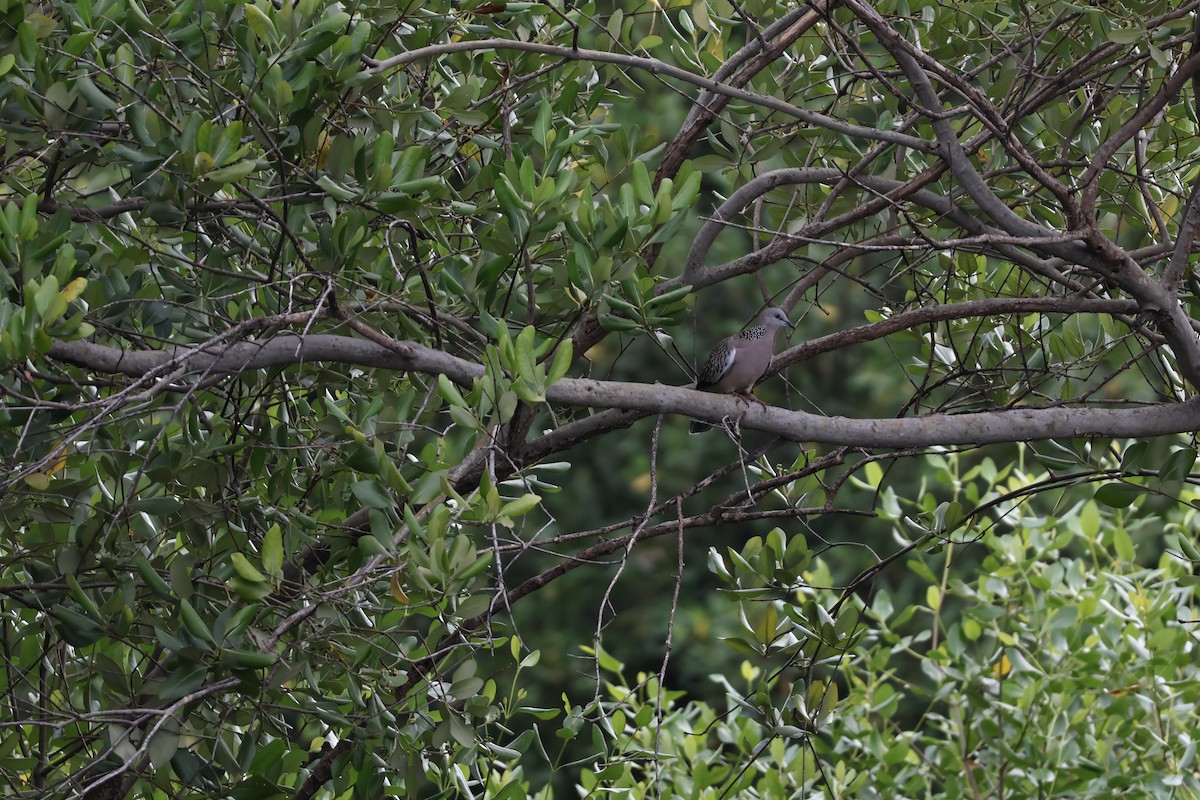 Горлиця китайська - ML646276022