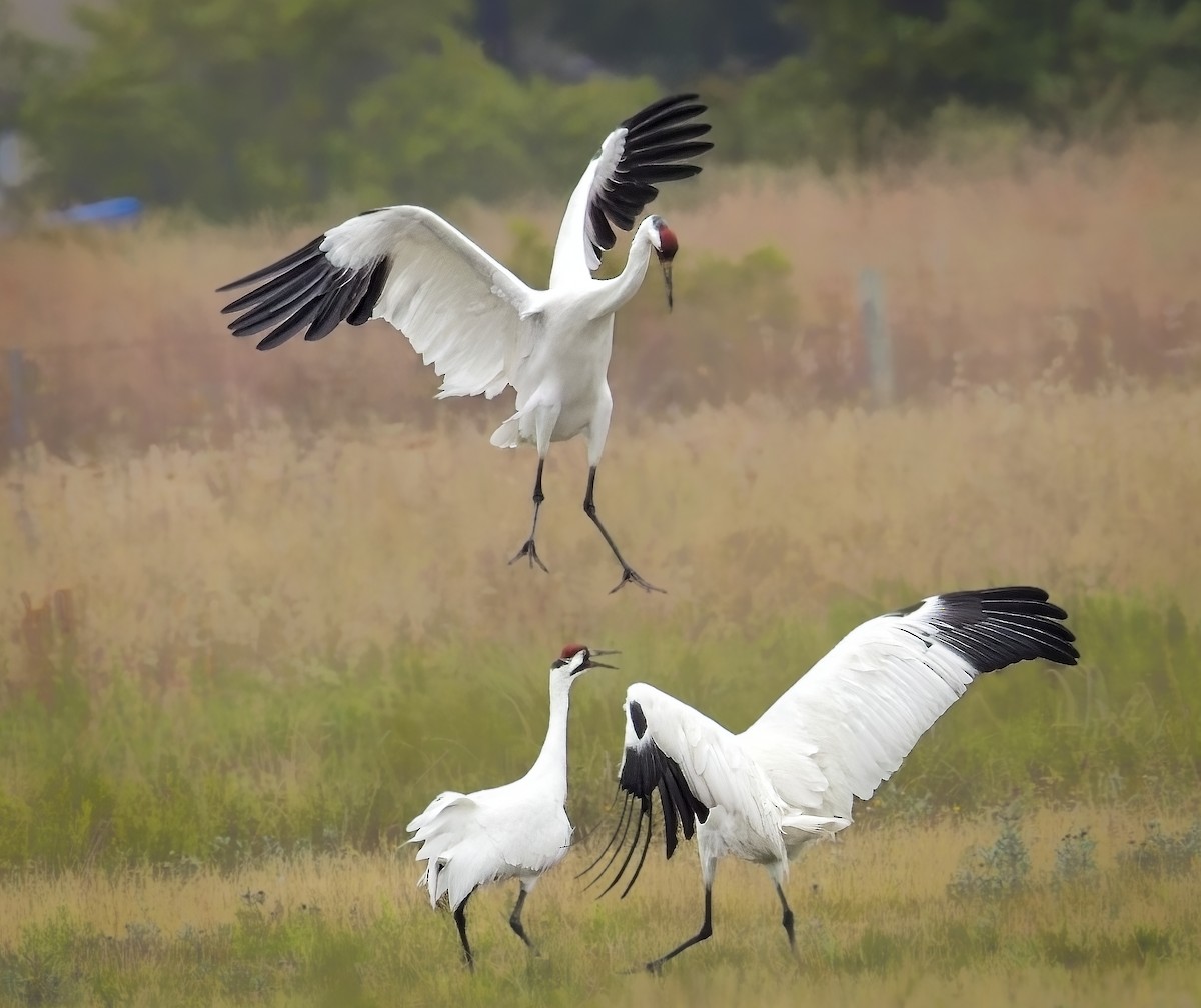 Журавель американський - ML646276023