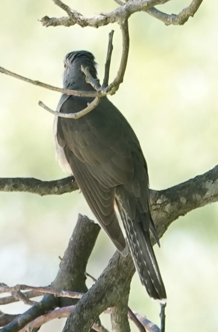 Кукавка австралійська [група variolosus] - ML646276024