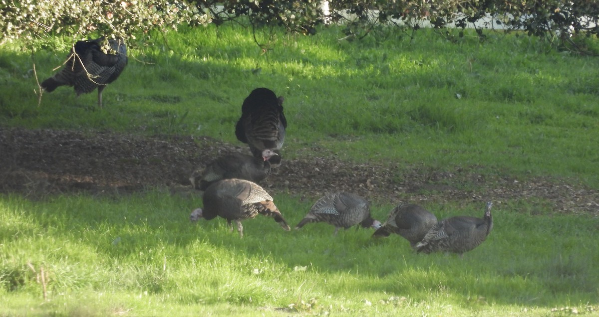 Індик великий - ML646276025