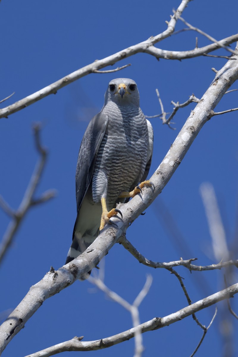 Канюк мексиканський - ML646276026