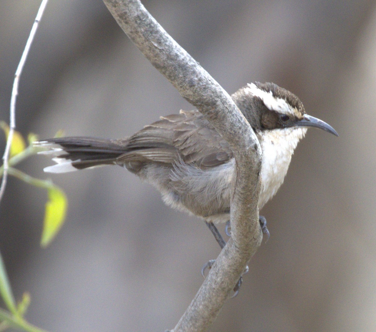 Стадняк білобровий - ML646276030
