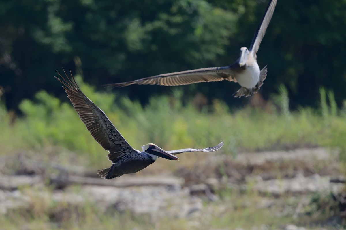Пелікан бурий - ML646276031