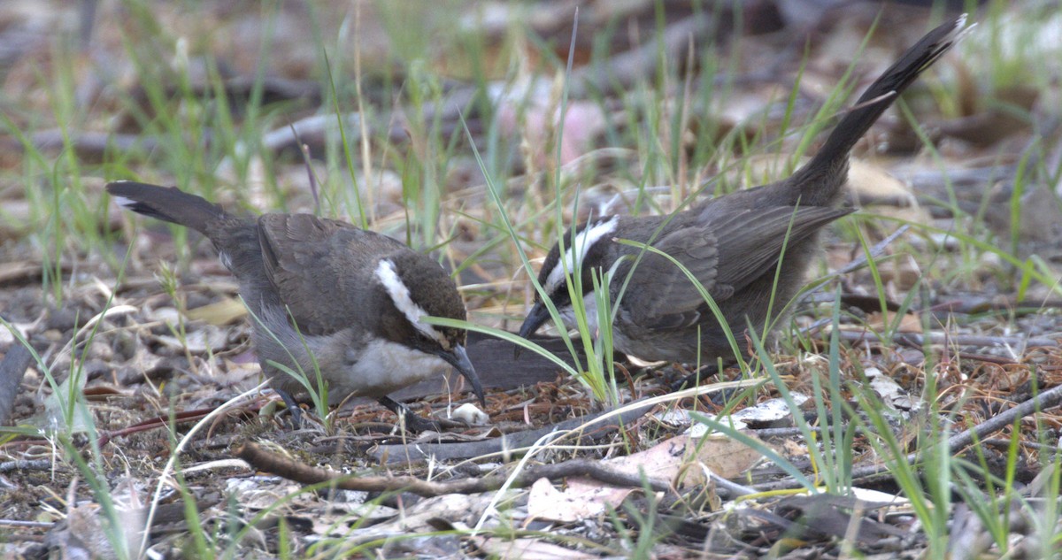 Стадняк білобровий - ML646276033