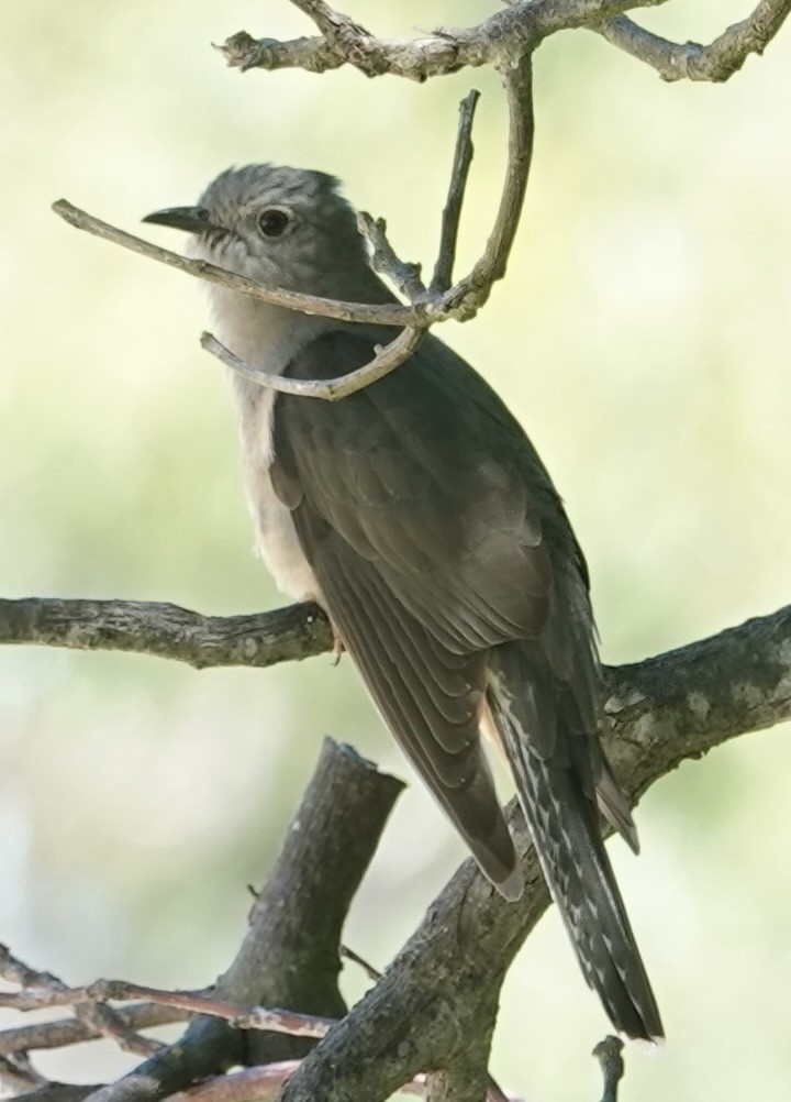 Кукавка австралійська [група variolosus] - ML646276034