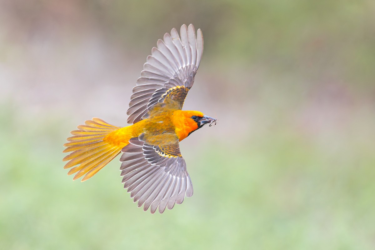 Трупіал чорноволий - ML646276036