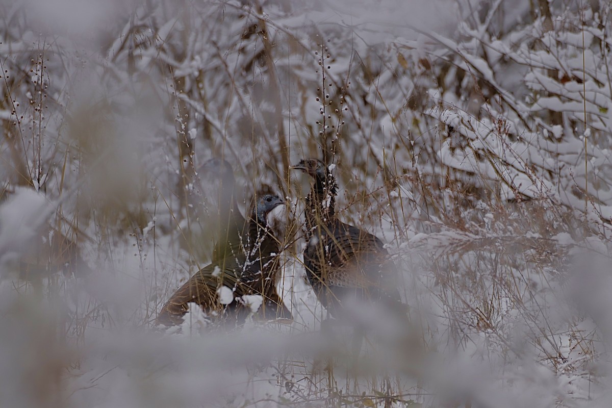 Індик великий - ML646276037