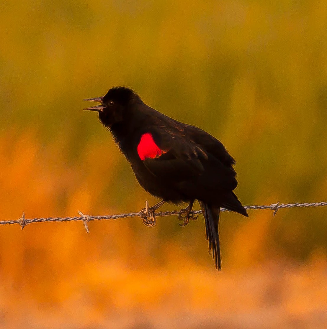 Еполетник червоноплечий - ML646276039