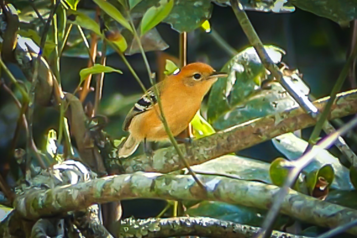 Каатинга великодзьоба - ML646276040