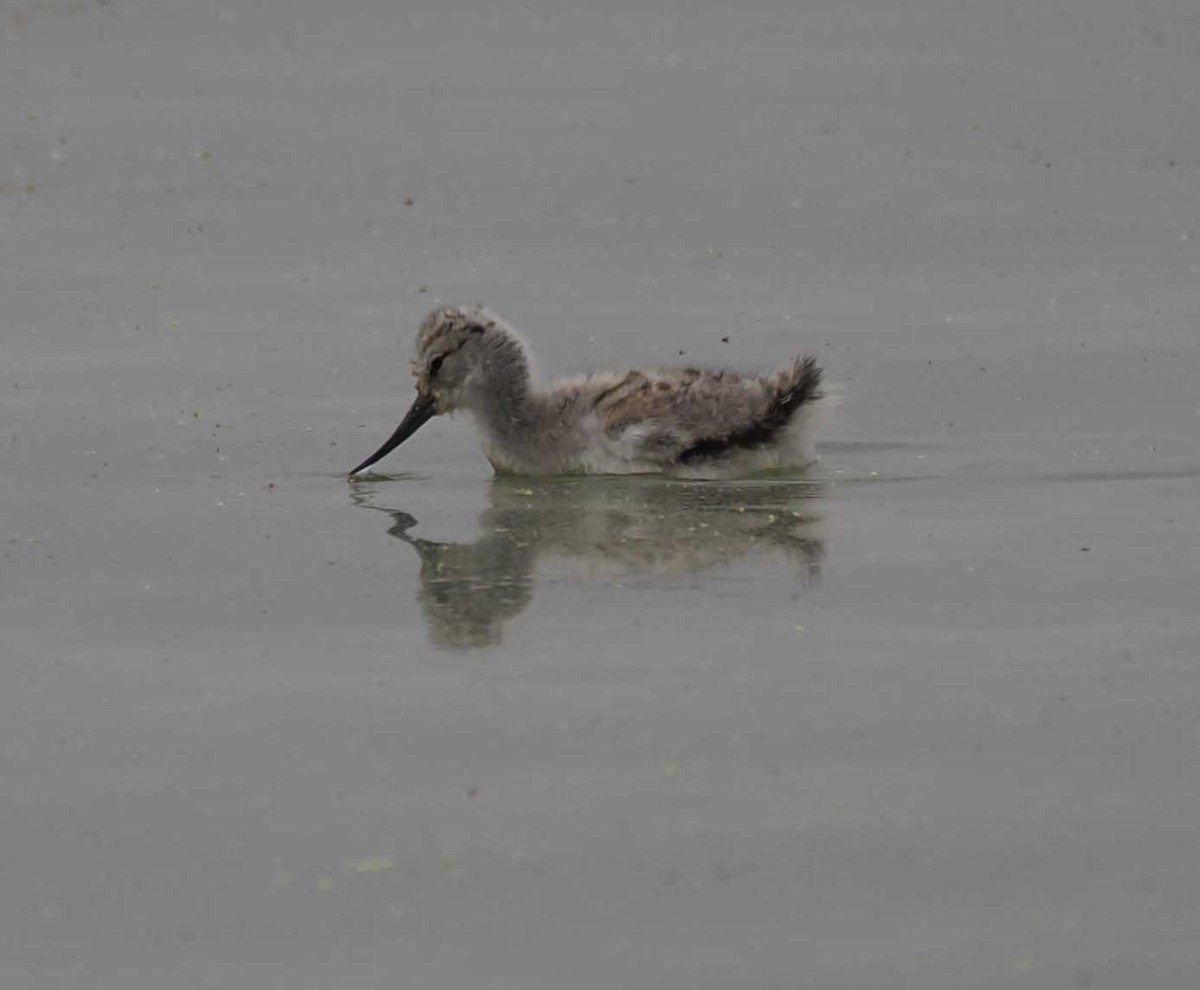 Чоботар синьоногий - ML646276042